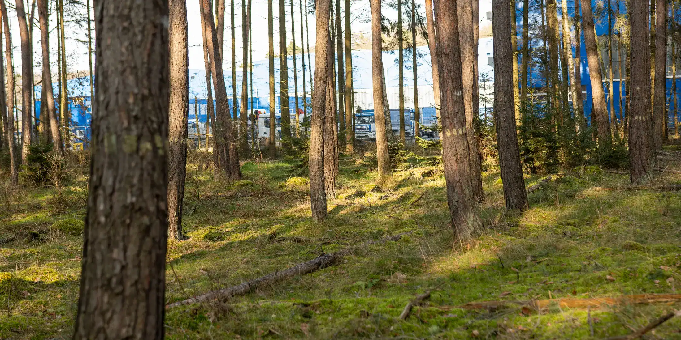 Rodungsfläche neben Bieber Marburg
